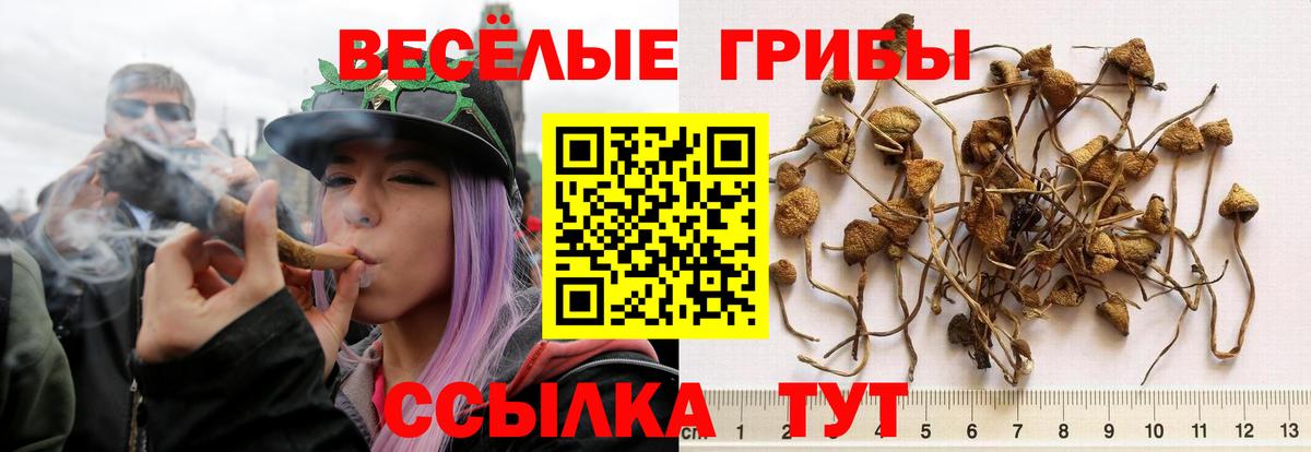 Галлюциногенные грибы Psilocybine cubensis Тольятти